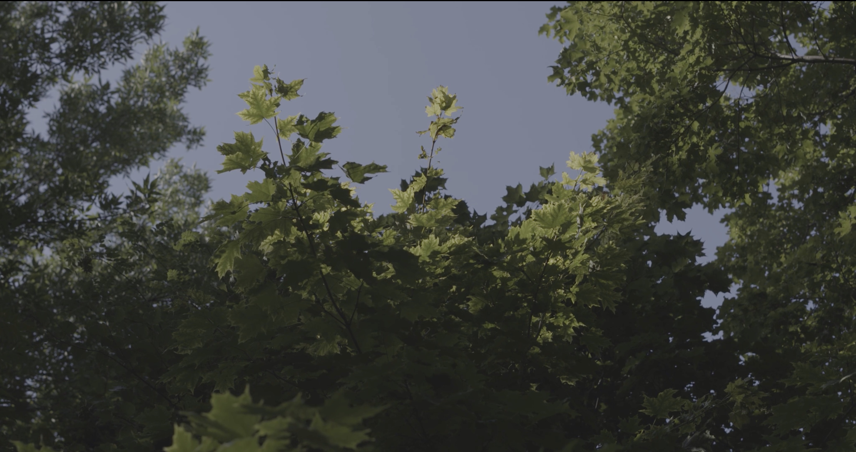 Pearl and the Trees still 03.