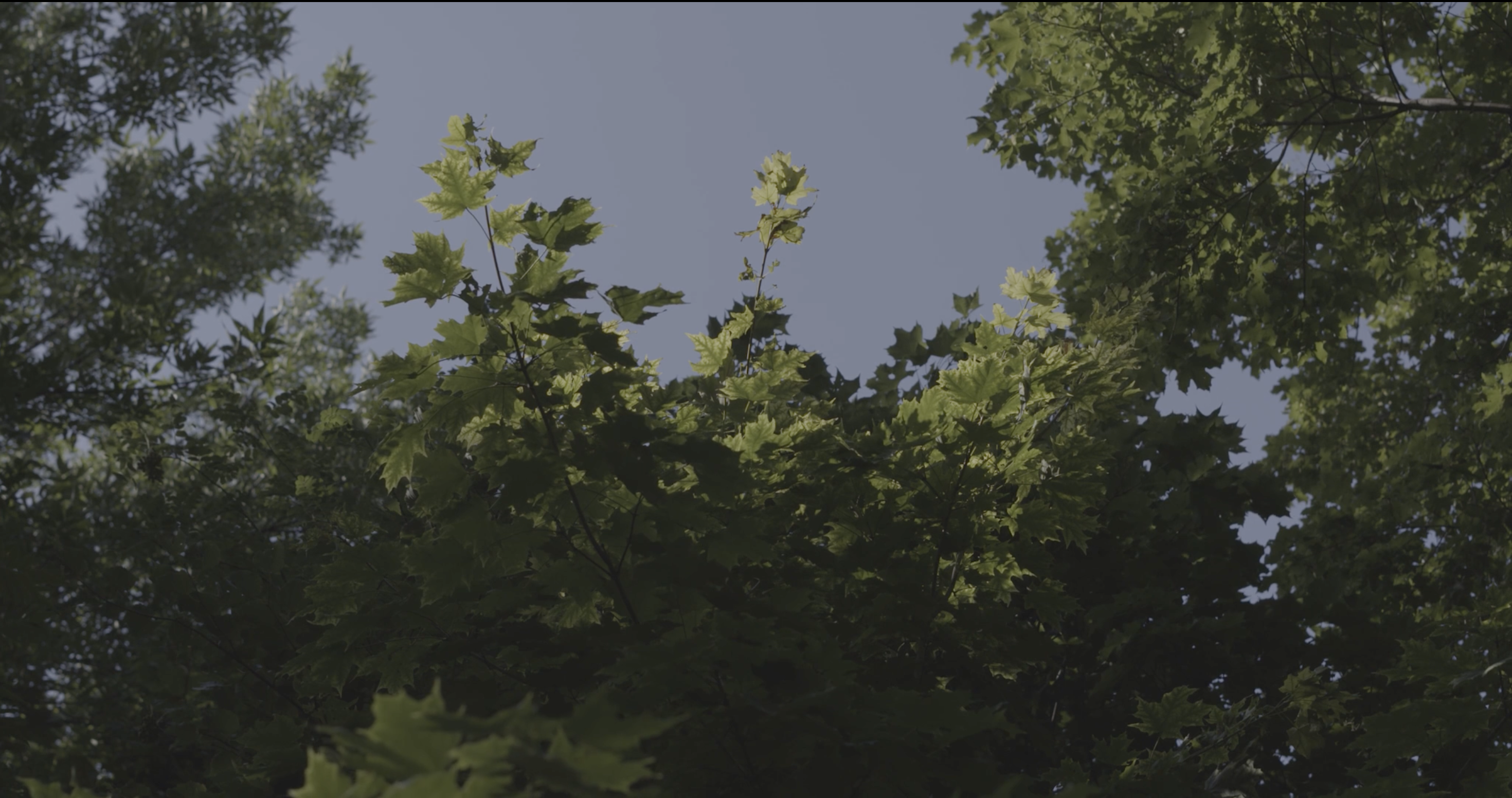 Pearl and the Trees still 03.