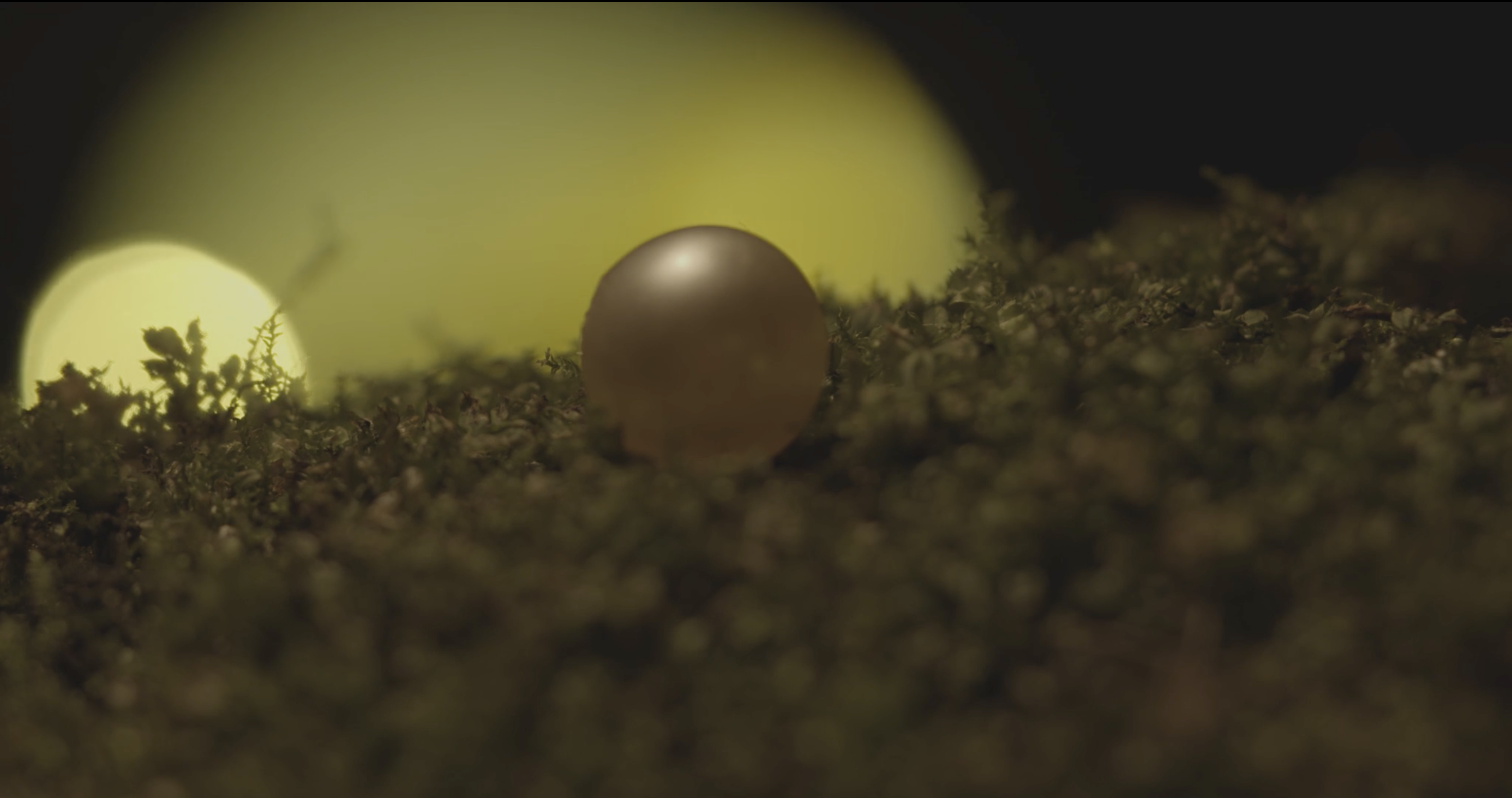 Pearl and the Trees still 04.